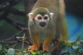 Squirrel Monkey (Saimiri sciureus) Royalty Free Stock Photo