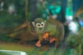 Squirrel Monkey (Saimiri sciureus) Royalty Free Stock Photo