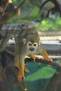 Squirrel Monkey (Saimiri sciureus) Royalty Free Stock Photo