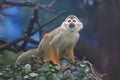 Squirrel Monkey (Saimiri sciureus) Royalty Free Stock Photo
