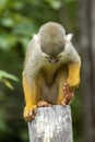 Squirrel monkey Saimiri sciureus in the Tapajos River, Amazon Rainforest Royalty Free Stock Photo