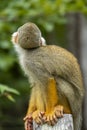 Squirrel monkey Saimiri sciureus in the Tapajos River, Amazon Rainforest Royalty Free Stock Photo