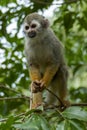 Squirrel monkey Saimiri sciureus in the Tapajos River, Amazon Rainforest Royalty Free Stock Photo