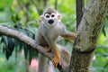 Squirrel monkey Royalty Free Stock Photo