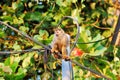 Squirrel monkey sitting on a line, Costa Rica, Manuel Antonio Royalty Free Stock Photo
