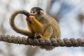 Squirrel monkey sitting on a tightrope Royalty Free Stock Photo