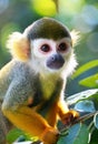 portrait of squirrel monkey in nature, ia generated Royalty Free Stock Photo