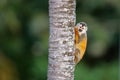 Squirrel monkey sitting in a tree in Manuel Antonio in Costa Rica Royalty Free Stock Photo