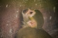 Squirrel Monkey is a small monkey. Royalty Free Stock Photo