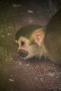 Squirrel Monkey is a small monkey. Royalty Free Stock Photo