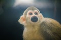 Squirrel Monkey is a small monkey. Royalty Free Stock Photo