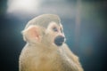 Squirrel Monkey is a small monkey. Royalty Free Stock Photo