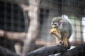 Squirrel monkey eating fruit in the zoo Royalty Free Stock Photo