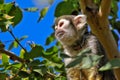 Squirrel monkey in tree Royalty Free Stock Photo