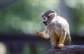 Squirrel Monkey in tree Royalty Free Stock Photo