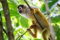 Squirrel Monkey