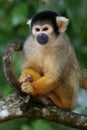 Squirrel Monkey in Tree