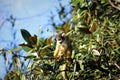 Squirrel monkey in a tree Royalty Free Stock Photo