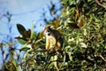 Squirrel monkey in a tree Royalty Free Stock Photo