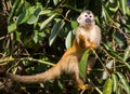 Squirrel Monkey from Manuel Antonio, Costa Rica Royalty Free Stock Photo