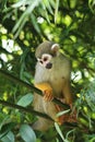 Squirrel monkey Royalty Free Stock Photo
