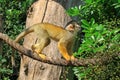 Squirrel monkey in the zoo looking up Royalty Free Stock Photo