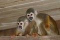 Squirrel monkeys Royalty Free Stock Photo