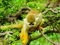 Squirrel monkeys climbing a tree Royalty Free Stock Photo