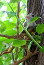 Squirrel monkeys of the genus Saimiri. A monkey sits on a tree branch Royalty Free Stock Photo