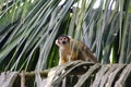 Squirrel monkeys in Madidi National Park