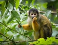 Squirrel monkeys are New World monkeys of the genus Saimiri