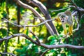 Squirrel monkeys Royalty Free Stock Photo