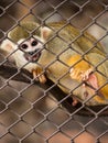 Squirrel monkeys in steel cage.