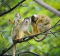 Squirrel monkeys with their babies Royalty Free Stock Photo
