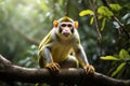 Squirrel Monkeys in their natural Amazon Rainforest Environment, created with Generative AI technology Royalty Free Stock Photo