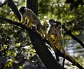 Squirrel monkeys on tree branches at a zoo, Royalty Free Stock Photo