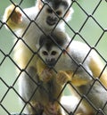 Squirrel monkeys,wildlife reserve,costa rica