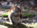 Squirrel on moss-covered ground holding a nut. Royalty Free Stock Photo