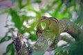 Squirrel mother and baby on branch of a mango tree.- captured at Galle Sri Lanka. Royalty Free Stock Photo