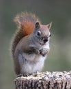 Squirrel with a Muddy Nose