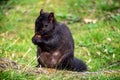 A squirrel munches on a nut as it sits in a grassy field