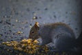 Squirrel munches on a nut outdoors, enjoying the day