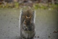 Squirrel munches on a nut outdoors, enjoying the day
