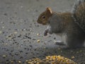 Squirrel munches on a nut outdoors, enjoying the day