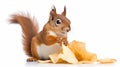 a squirrel munching on a bag of potato chips against a white background. Royalty Free Stock Photo