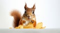 a squirrel munching on a bag of potato chips against a white background. Royalty Free Stock Photo