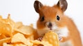 a squirrel munching on a bag of potato chips against a white background. Royalty Free Stock Photo