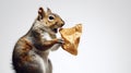 a squirrel munching on a bag of potato chips against a white background. Royalty Free Stock Photo