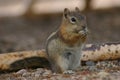 a squirrel eating nuts on the ground in front of a log Royalty Free Stock Photo