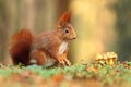 Squirrel with mushrooms